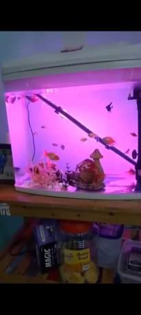 A picture of Aquarium