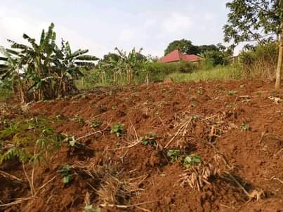 A picture of 50 100ft on sale with ready title at busukuma division