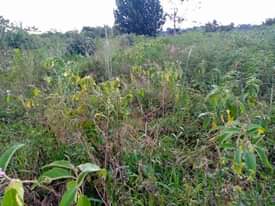 A picture of 200acres on sale all at 2.4bn few kilometers from kikyusa
