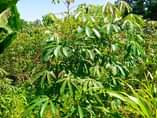 A picture of 9 5 READY TITLE PLOTS ON QUICK SALE 9 5m