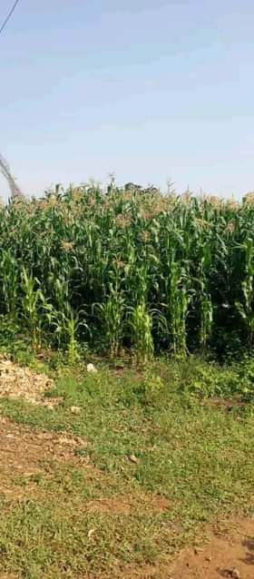 Kasujja C.