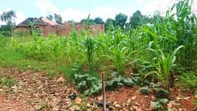 A picture of Plot on sale in Lukwanga buloba route at 6m Call