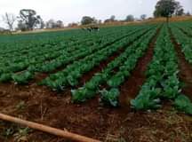 wholesale