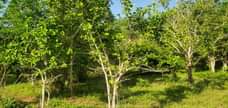 A picture of SHAMBA LA EKARI 20 LINAUZWA MBWEWE BAGAMOYO PWANI KWA MILIONI