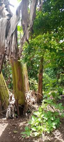 A picture of land for sell