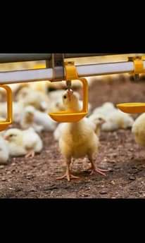 A picture of Poultry and Farm solutions