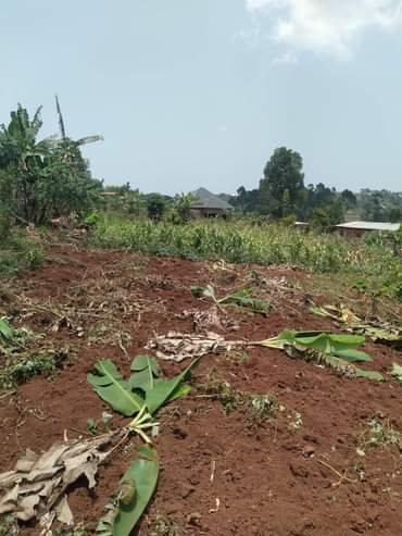 A picture of ANTI MR PROPERTY MANAGEMENT PLOT FOR SALE LOCATED AT NAKAWUKA