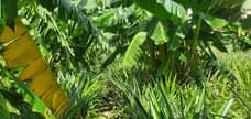 A picture of Shamba la kulima nanasi linauzwa kiwangwa eka 10