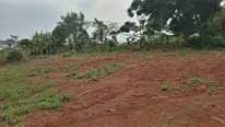 A picture of Plot