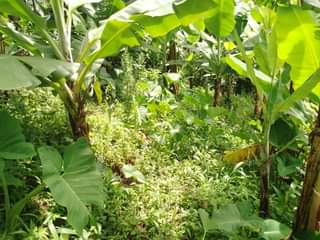 A picture of Uwanja 20M20M unauzwa milioni 27 Moshono E Complex mawasiliano 0784269583