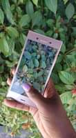 A picture of Sony Experia xz1