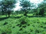 A picture of 3 5 square miles for sale in mijera Nakasongola district