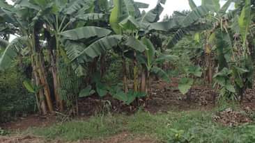A picture of Plot for sale
