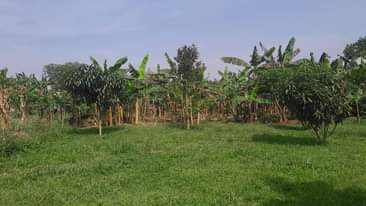 A picture of Flat