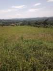 A picture of Mailo land title plots at zigoti 6m