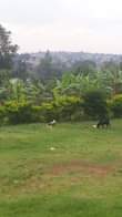 A picture of  Land For Sale at UGX280M Location Kyengera Nabbingo town
