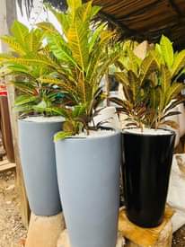 A picture of Rachels outdoor flower designs