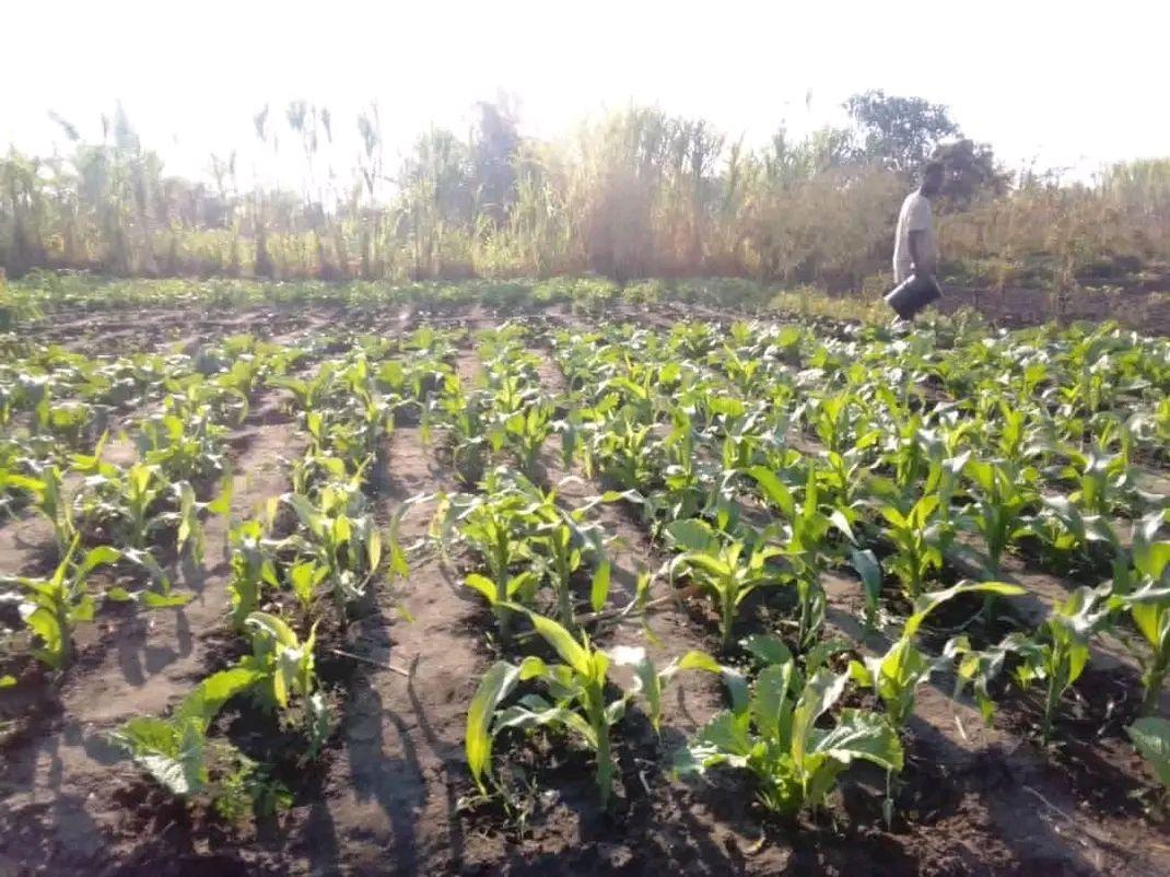 A picture of GARDEN DIMBA FOR SALE SIZE 4 ACRES 0989849411