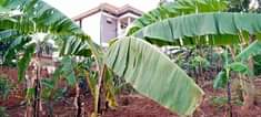 A picture of Makindye luwafu salaama Rd plot