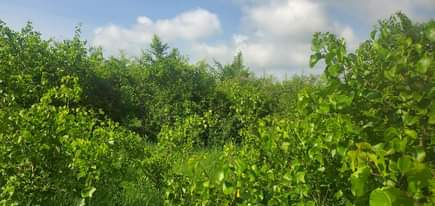 A picture of Shamba la eka 250 linauzwa Kiwangwa