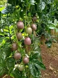 A picture of Our dear customers we are DK nursery seedlings Uganda. We