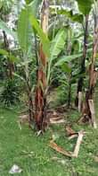 A picture of Kiwanja kinauzwa
