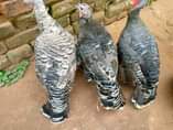A picture of Guniea Fowls available pair 100 000 to 120 000 Turkeys