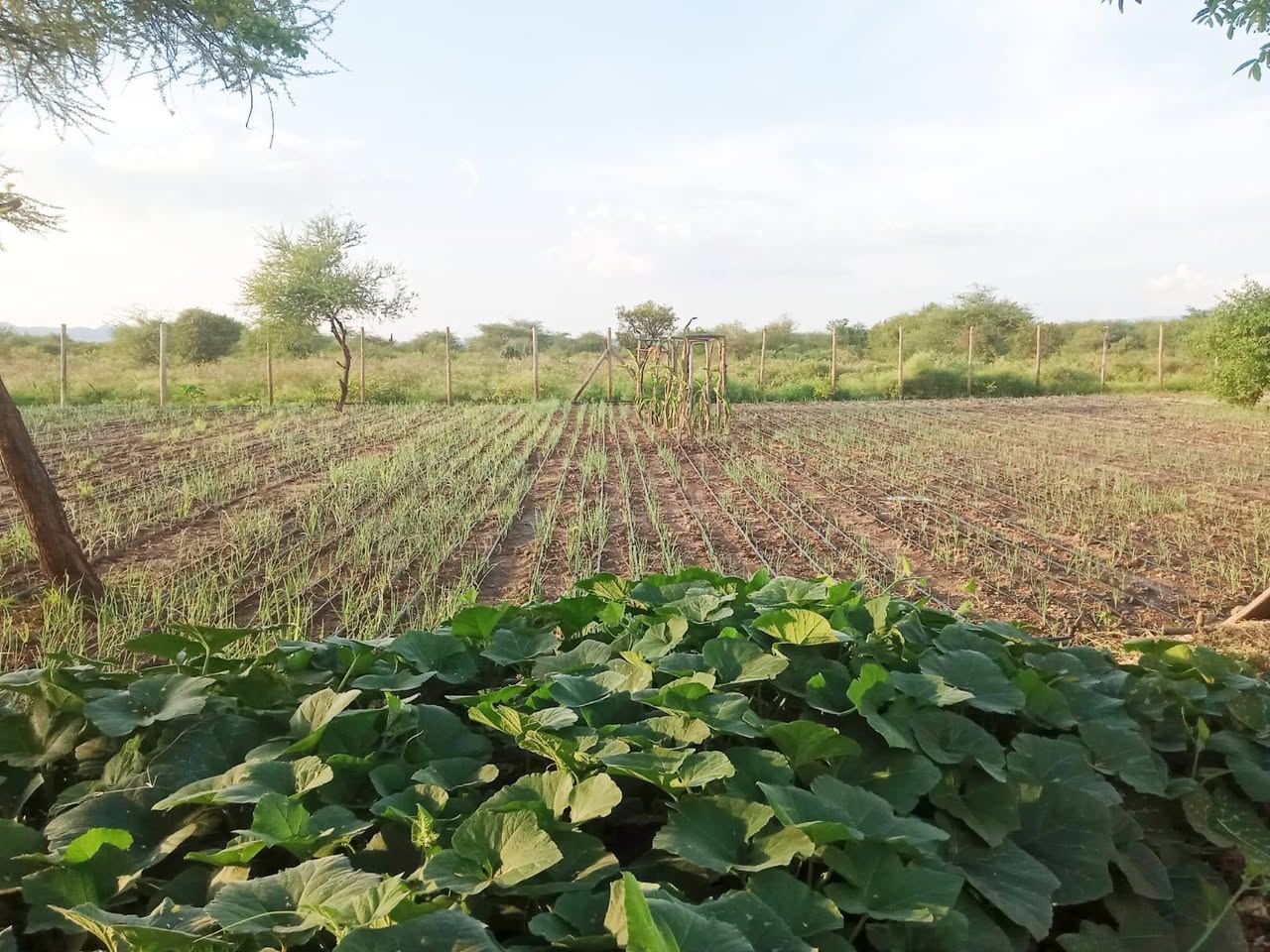 plots kajiado