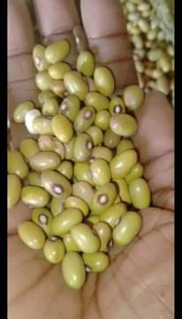 A picture of Beans