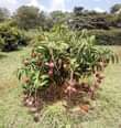 A picture of Miche ya matunda ya mda mfupi miaka miwili hadi mitatu