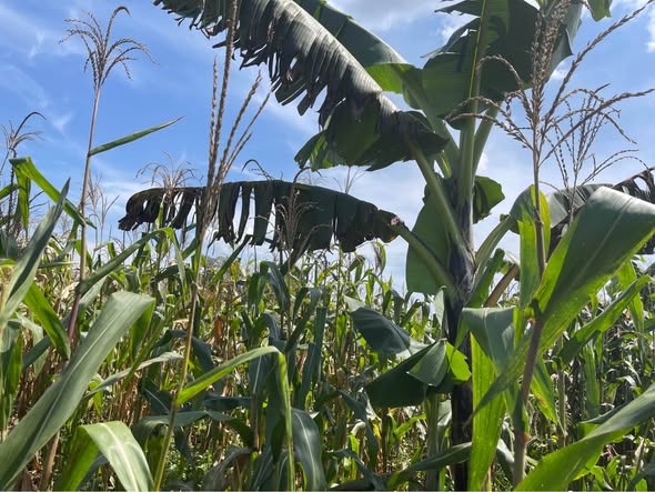 A picture of 3 FERTILE ACRES FOR SALE IN KYANYA NAKASEKE