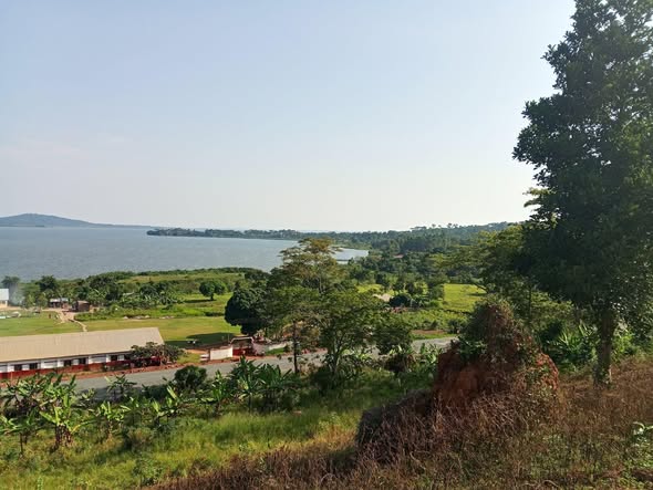 A picture of Land in mpata mukono