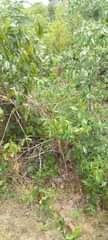 A picture of SHAMBA HEKA SABA LINAUZWA MZENGA ZEGERO WILAYA YA KISARAWE MKOA