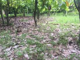 A picture of Kiwanja kinauzwa