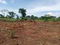 A picture of MATUGGA KAVULE NEW CITY SITE. AFFORDABLE PLOTS WITH A TITLE