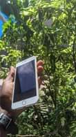 A picture of iPhone 6 plus