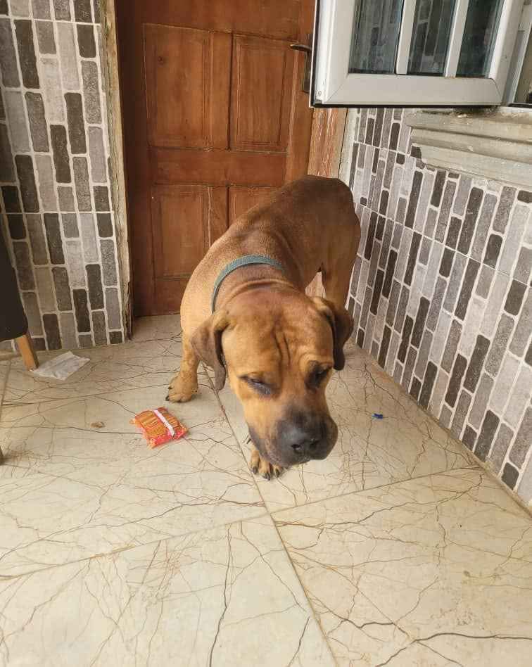 A picture of PEDIGREE BOERBOEL AVAILABLE FOR MATING