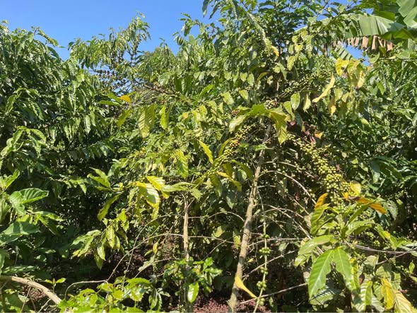 A picture of PLOT FOR SALE IN KAPEEKA NKUMARA
