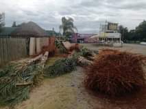 A picture of Coco s Palm trees triangle palm tree cycads tree