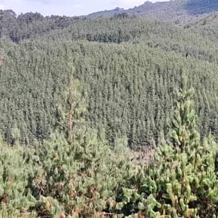 A picture of SHAMBA la miti linauzwa mufindi