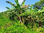 A picture of 9 5 READY TITLE PLOTS ON QUICK SALE 9 5m