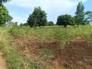 A picture of  1Arce for sale located at Nsanja Mukono katosi road