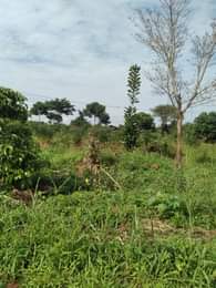 A picture of ANTI MR PROPERTY MANAGEMENT PLOT FOR SALE LOCATED AT KASANJE
