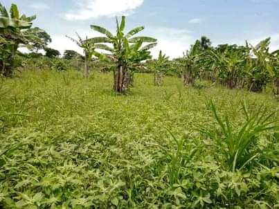 A picture of 100 70FT FOR SALE IN NAKASEKE KAPEEKA JUST 1KM FROM