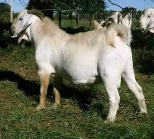 A picture of GOATS