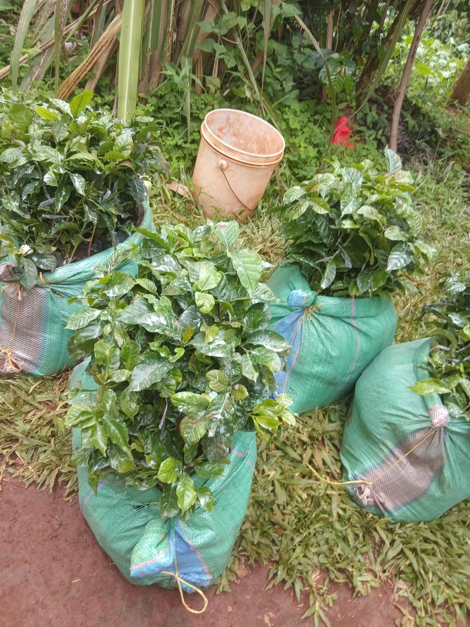seedlings