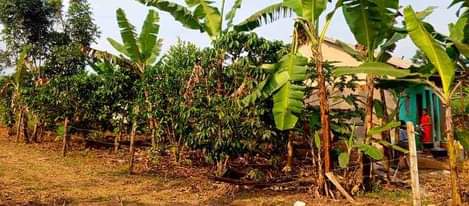 A picture of  15.5 READY TITLE PLOTS ON QUICK SALE 15.5m kisubuzi