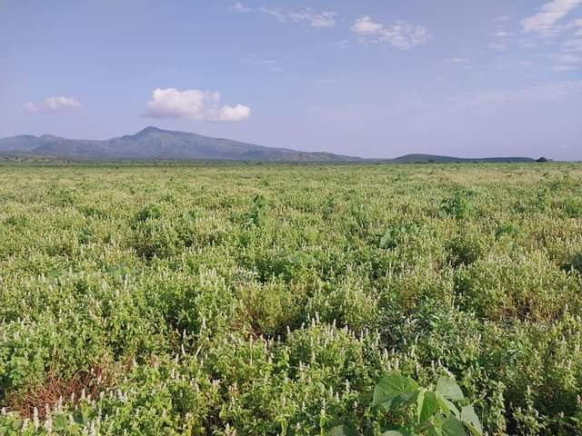 agricultural