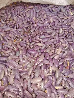 A picture of Maharage ya soya kijivu ndefu