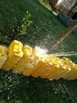 A picture of Amazzi gensulo